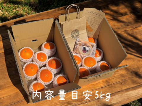 【贈答用】完熟ハウス せとか《秀品 5kg》｜愛媛・西宇和産