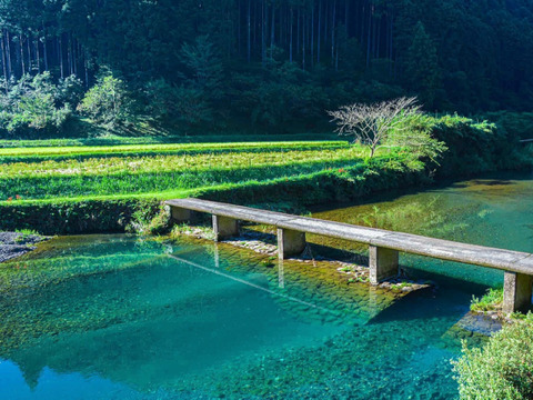 【最高級】日本最後の清流四万十川の天然鮎 Ｓ～Ｍサイズ３００ｇ(４～６匹)