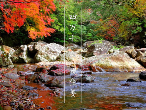 【sayakaさま専用ページ】南国土佐 完熟梨２ｋｇ（４〜６玉）＋親生姜２ｋｇ 農薬不使用 自然栽培 四万十産