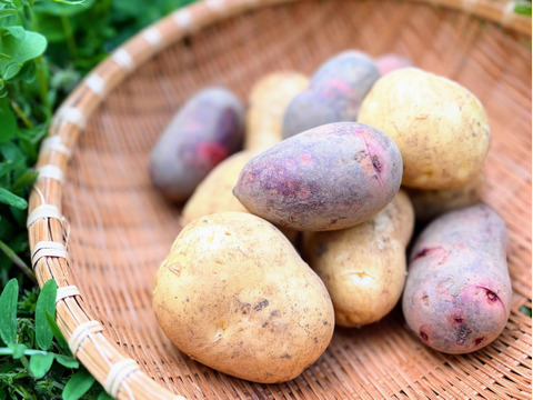 いつものごはんが、少し楽しみになる。島じゃがいもの食べ比べ｜デジマ&グラウンドペチカ ２kg詰め合わせ