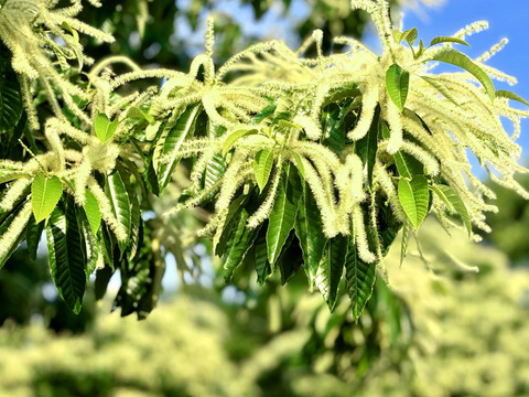 【数量限定】栗３種食べ比べセット３ｋｇ  農薬不使用 自然栽培 四万十産