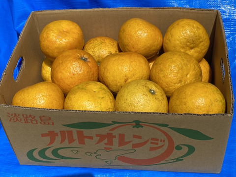 【今が旬】今が旬の幻の柑橘　淡路島なるとオレンジ　５kg数量限定