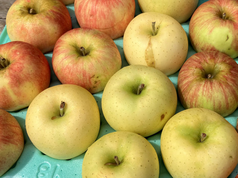 旬の3品種🍎おまかせりんご5kg🍏家庭用 詰め合わせ 低農薬 特別栽培認証取得【りんご食べ比べ】
