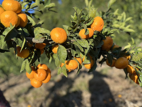 果汁たっぷり！！食べてみらんね太良みかん
3㎏（Lから2S家庭用約30個)