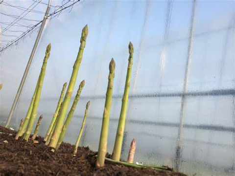 アスパラガス１ｋｇ