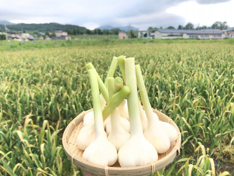 【発売記念特別セール!!】青森県のにんにく農家が本気出して作った「にんにく七味」詰め替え用袋１袋【メール便】