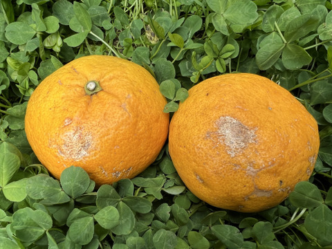 【栽培期間中農薬不使用】見た目悪い訳あり甘夏2kg