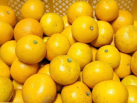八朔(はっさく) ご家庭用 2.5kg】サイズ混合 和歌山県有田市