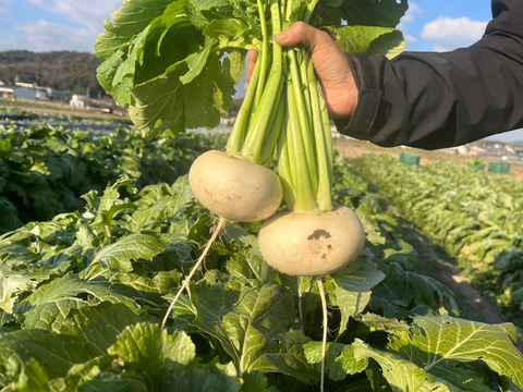【農薬不使用】冬に食べたい、甘〜いカブ約300g2個入り　3〜4袋