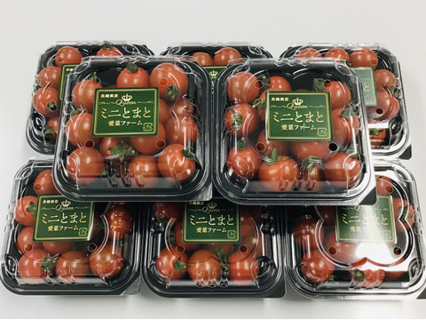 【農場から直送】特選ミニトマト1.6kg【お手頃BOX】