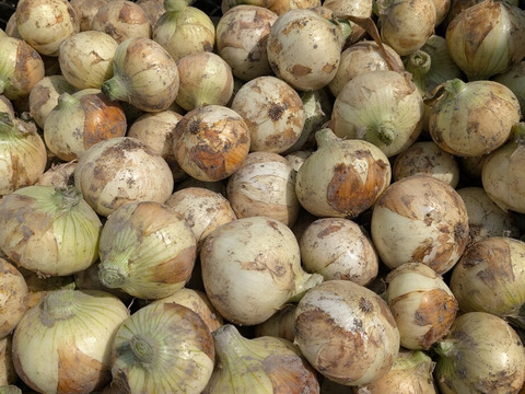 新玉ねぎ ジューシーかつ甘い！佐賀県産玉ねぎ 極早生『貴錦』L5kg