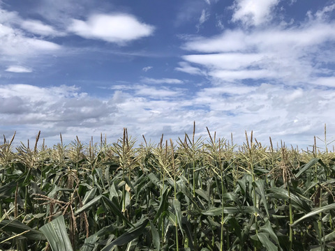 【エコ梱包】めっちゃ甘い！『白いトウモロコシ 10本』再利用段ボール使用