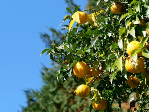自然栽培！奈良県山添の『ゆず』1kg7-8個