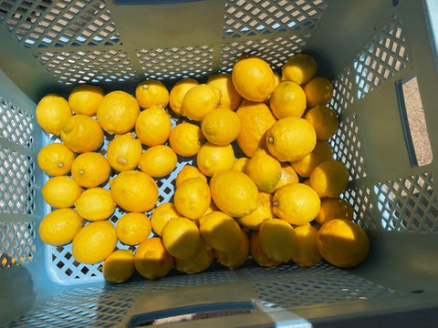 自然農法＿レモン　5Kg