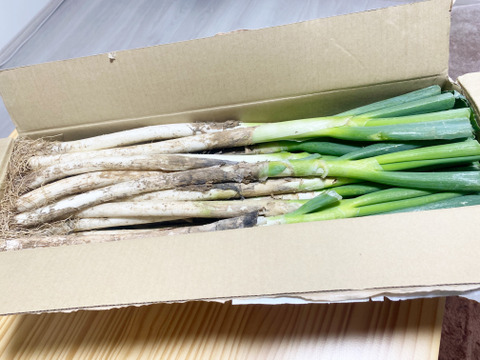 【冬タイムセール】❗️❗️✅人気NO.2🚩Mサイズ30本❗️❗️<3kg>✅🎁至福の極甘ネギ⭕️3,080円→980円✨信州産✨【特別栽培】✨