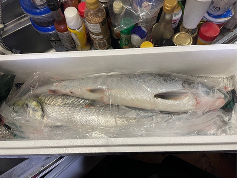 匠の活〆！秋サケ　メス2.5㎏