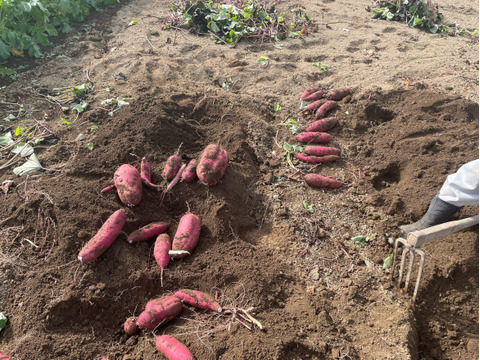 洞窟さつまいも　べにはるか　10kg  　熟成1ヶ月