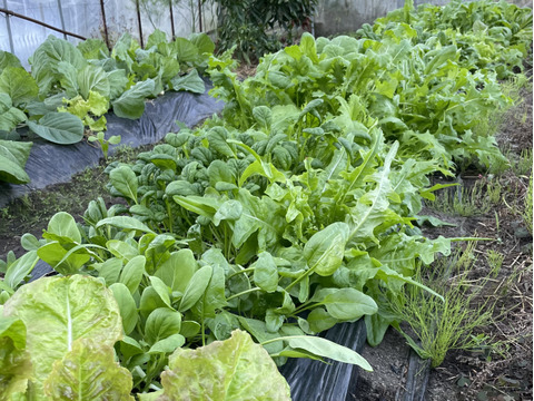 山のミネラルたっぷり！ソノちゃんのこだわり野菜セット7〜9種