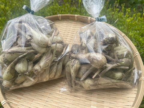 パリポリ食感がクセになる！泥付き生らっきょう～１Kg