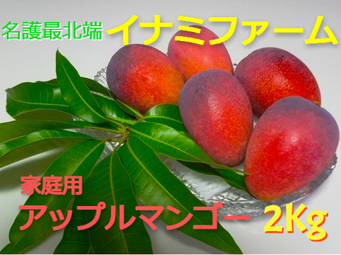 ★2026年予約開始★≪家庭用≫名護市最北端 イナミファームの家庭で楽しむ アップルマンゴー  ２ｋg