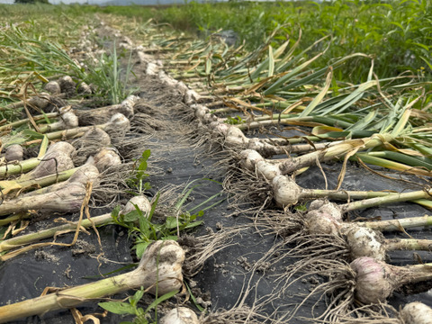 風味抜群！ぎゅっと詰まった乾燥ニンニク　ばら　500グラム