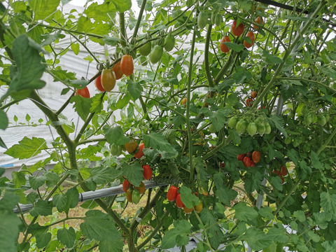 ソバージュ栽培ミニトマトセット『ロッソナポリタン』と『ナポリターナカナリヤ』