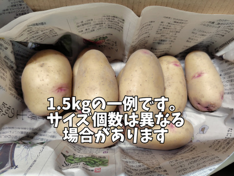 しっとりなめらか！はるか 1.5kg(7-18個程度)【新じゃが】