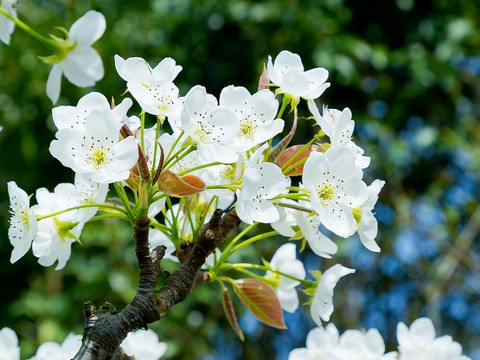 【樹上完熟】南国土佐 完熟新高梨２ｋｇ（４〜６玉）ご家庭用 農薬不使用 自然栽培 四万十産