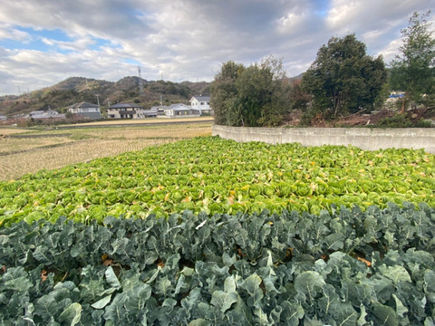 皮ごと食べれる朝採れグリーンレモン3キロ
