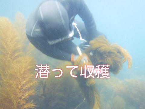 ネバネバ海藻 宗像のアカモク ３０個セット