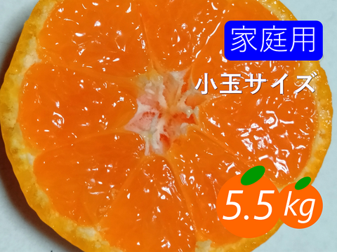 【夜市限定】【家庭用】愛媛みかん 5.5kg(小玉サイズ) ひとくちで恋する♡濃い味みかん♪