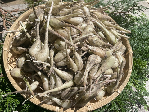 パリポリ食感がクセになる！泥付き生らっきょう～２Kg