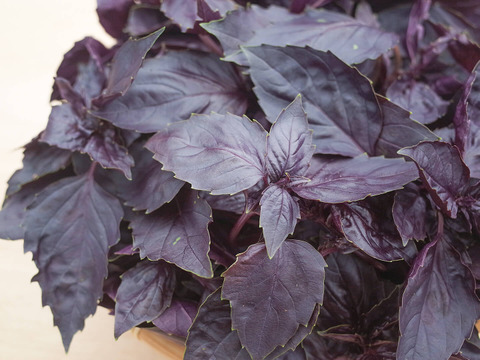 採れたて！新鮮ダークオパールバジル 200g 【農薬化学肥料不使用】