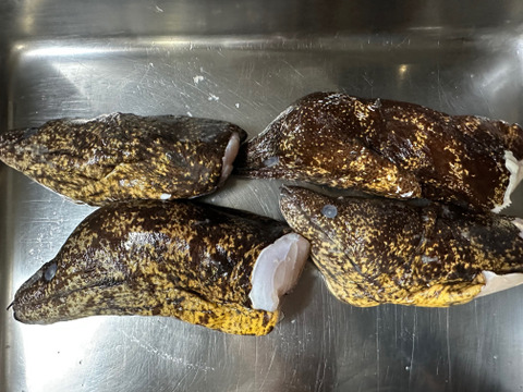 本日の1点物！ウツボの頭４匹分（冷凍品）サイズはアソートです