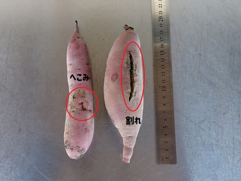 【訳あり品】「べにはるか10kg」（小～中サイズ、自然栽培：栽培期間中農薬・肥料不使用）