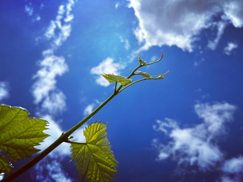 🍇訳あり・オーロラブラック🍇  約2kg【岡山県産】種なしぶどう