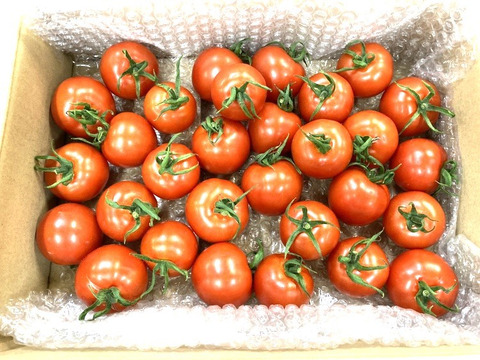 ＼甘くてジューシー／野菜が苦手なお子さまにも！ミディトマト（1.5㎏×1箱）