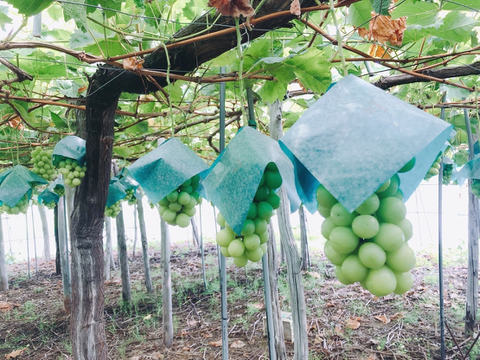 まほろばの里、高畠が誇る『シャインマスカット』　約２キロ箱（３～４房）