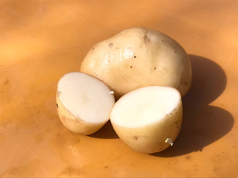 4品種のジャガイモを食べ比べ！農薬・化学肥料不使用のジャガイモ食べ比べセット♪
