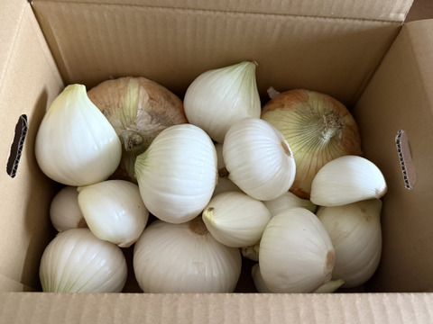 今だけ特価品　新玉ねぎ4kg 🅱️ 🅱️🧅淡路島極熟玉葱　今が旬‼️ 特別栽培農産物　シャーロットオニオン