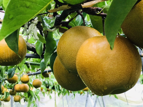 【フルーツの福袋】9月の梨食べ比べ‼️  贈答用2.2kg以上(2~8個入) 何が届くかお楽しみ😋旬の梨2品種詰め合わせでお届け‼️最速発送🌀