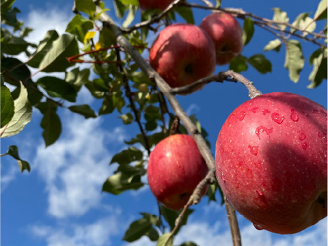 ”紅りんご好き” 果汁たっぷり特別栽培りんご（ふじ・Ａ品・5㎏）