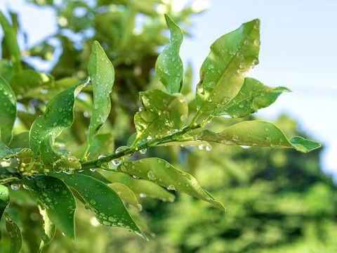 【加工用】南国土佐 完熟金柑２ｋｇ 大小混合サイズ 農薬不使用 自然栽培 四万十産