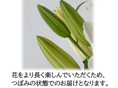 ボチューム満点！【6～7月収穫後順次発送】　新潟県産ユリ切り花　10本　ピンク色　簡易包装　※北海道・沖縄配送不可※