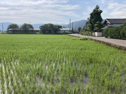 食味92点!　最高クラス！令和7年福井産コシヒカリ5㎏（玄米）