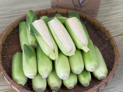 【訳あり・カット品】ホワイトショコラ 7kg｜家庭用・加工用
