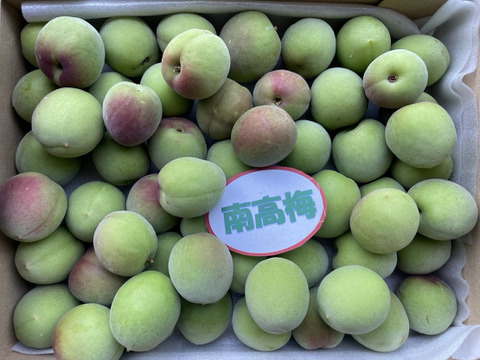 訳あり南高梅(完熟梅用)　 L 〜3Lサイズ混合(箱込約5kg)