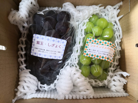 家庭用ぶどう詰め合わせ　3kg 8/21-31：ご家庭用2～3房】旬のぶどう詰め合わせ（品種おまかせ
