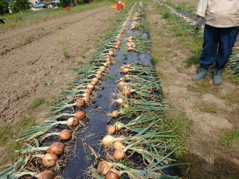 サイズ色々訳あり★新玉ねぎ★兵庫県但馬産【5キロ】