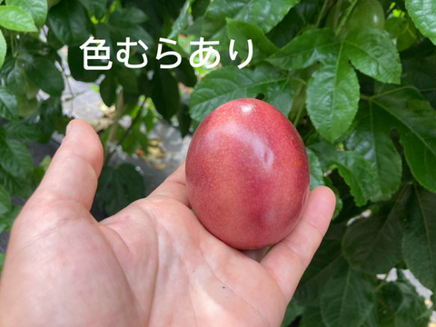 🌺訳あり数量限定《 はねだしセット 》
【有機JAS認証】オーガニック芳醇パッションフルーツ/『はねだし3kg¥6500』/そのまま食べてもお菓子づくりや加工にも◎/30個〜50個/傷シワ色むら